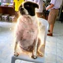 PAOTUNG