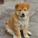 CHINADOGE