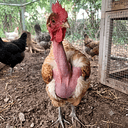 cock