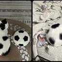 CATBALL