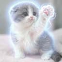 rawr