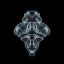 FISHBRAIN