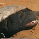 HONEYBADGER