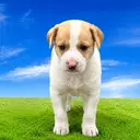 Snoopy