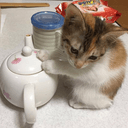Tea Cat