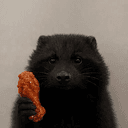 coon