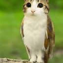OWLCAT