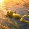 Froge