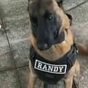 copdog