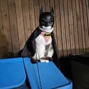 BatCat