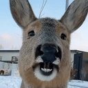 Chomp