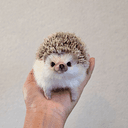 riu