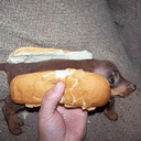 Wiener
