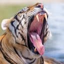 TIGER⁠