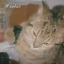 喝酒小猫