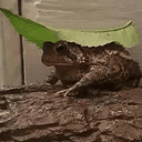 PEANUT