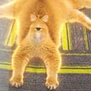 Catclops
