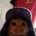 Кот