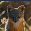 fox