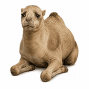 CASHCAMEL