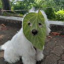 LEAF