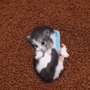 greedycat