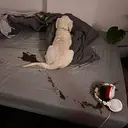 POOPDOG