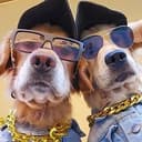goldenbros