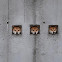 Windoges