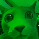 greencat