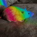 RAINRAT