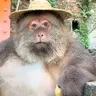 monkeywifhat