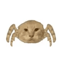 spidercat