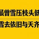 虽曾雪压枝头低 雪去依旧与天齐