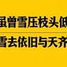虽曾雪压枝头低 雪去依旧与天齐