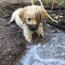 muddydog