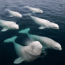BELUGAS