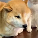 揣手小狗