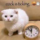 COCK