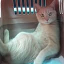 chillcat
