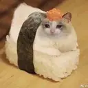 SUSHICAT