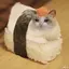 SUSHICAT