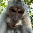 Abu
