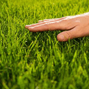 GRASS