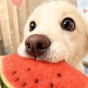 MELON DOG