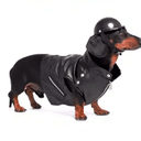 TAXDOG
