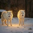 Wolves