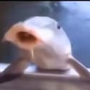 HUH FISH