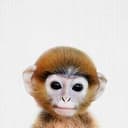babymonk