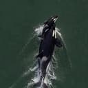 Orca